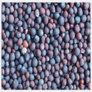 Order Cotton seed